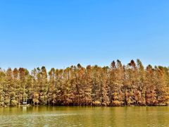 -上海海湾国家森林公园