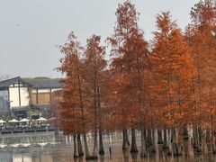 -白鹭湾湿地公园