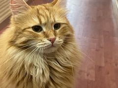 -MOCHA明星猫咖(田子坊店)