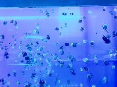 -左海海底世界