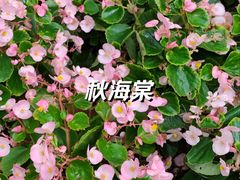 -莲湖公园
