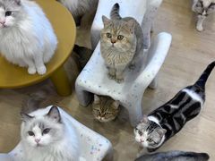 -有喵·猫咖·狗咖·30几只猫10只小狗(岗厦店)
