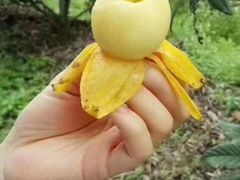 -塘栖枇杷特色园区