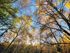 -苏木山森林公园