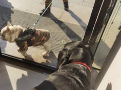 -关爱宠物医院·猫科中心·消化科(滨湖万达分院)