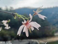 -武汉姚家山旅游景区