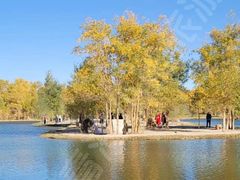 -金塔沙漠胡杨林景区