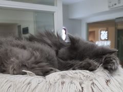 -爱洗澡的猫(天河路店)