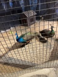 -酷嗒动物文化乐园(cutezoo西溪乐天城店)