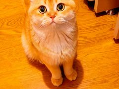 -欣宠猫屋·矮脚拿破仑·蓝金金渐层