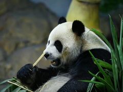 -广州长隆野生动物世界