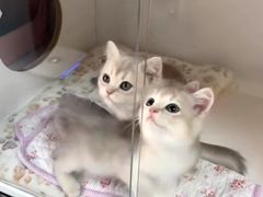 -Bastet sally猫舍购宠(静安店)