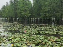 -白鹭湾湿地公园