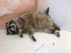 -浣熊柯尔鸭土拨鼠·电玩咖