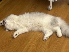 -伟伟宠物医院·CT影像中心·瑞派犬猫综合性门诊(汉口总院)
