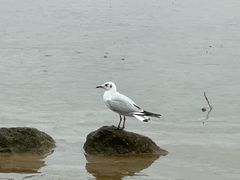 -深圳湾公园(南山区)