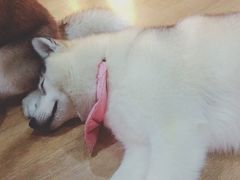 -Husky Go! 哈士奇体验馆·宠物咖啡厅狗咖