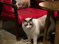 -咖法森林·咖啡  酒吧(天河店)