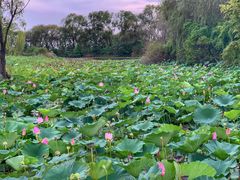 -泗洪洪泽湖湿地景区