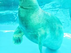 -海合安成都极地海洋公园