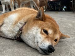 -柴犬高等学院·狗咖·柴犬售卖·宠物训练