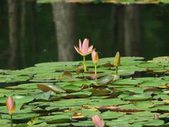 -白鹭湾湿地公园