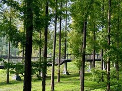 -黄海国家森林公园