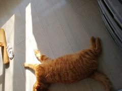 -纳吉亚猫专科动物诊疗中心(蒋宅口分院)
