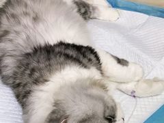 -安安宠医·安宠宠物医院