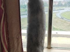 -宠颐生汉谟拉比宠物医院