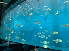 -瑞德姆美人鱼海底演艺主题餐厅(亚龙湾店)