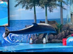 -海合安成都极地海洋公园