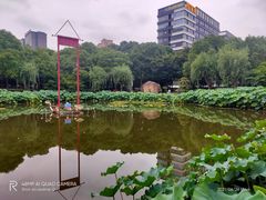 -陈家山荷花公园