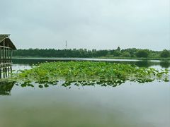 -溱湖国家湿地公园