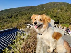 -梧桐山风景名胜区