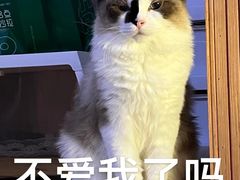 -凯瑞希宠物医院·狂犬免疫·微创·皮肤科