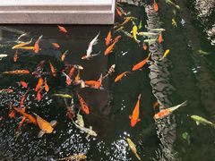 -龙悦湾酒家·八阵鱼生·渔人码头店