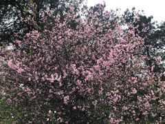 -铁山坪森林公园