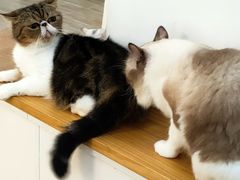 -李小姐の猫咖啡馆(五角场店)