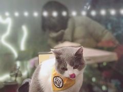-有猫主题·治愈系猫咖(曾厝垵店)