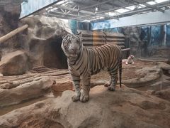 -清迈夜间动物园