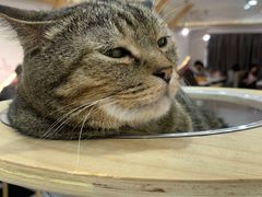 -喵园·猫主题咖啡厅·撸猫·猫咖(国贸店)