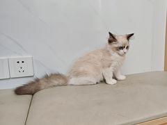 -瑞派康怡24h宠物医院·犬猫医疗中心·微创绝育(瑞景分院)