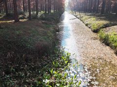 -黄海国家森林公园