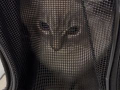 -艾贝尔宠物医院·24H转诊中心·肿瘤猫专科(江宁双龙店)