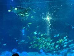 -石家庄海洋公园