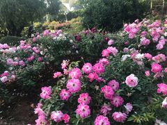 -人民公园(罗湖区)