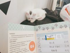 -美联众合宠物医院·爱萌分院·内外科·猫科中心