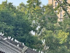 -西安大兴善寺
