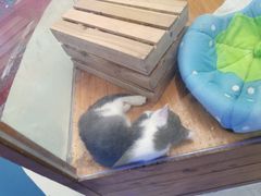 -龟与熊猫宠物公园(南坪店)